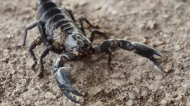 Kahramanmaraş'ta TOKİ Sakinlerini Tedirgin Eden İddia! Yazla Birlikte Görülmeye Başlandı
