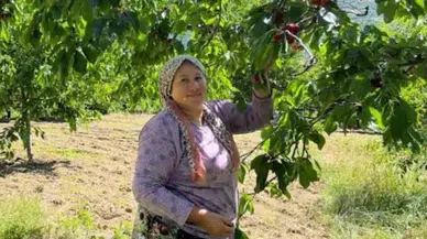Andırın'da Çığşar Kirazı Sezonu Açıldı