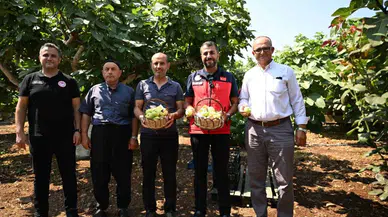 Kahramanmaraş’ta Abbas İnciri Hasadı Başladı