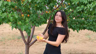 Elbistan’da Susuz Tarımla 4 Ton Kayısı Hasadı