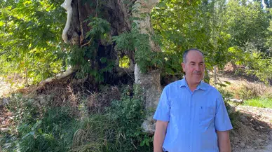 Kale Mahallesi’nde 800 Yıllık Çınar