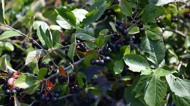 Andırın’da Aronya İçin Hasat Zamanı