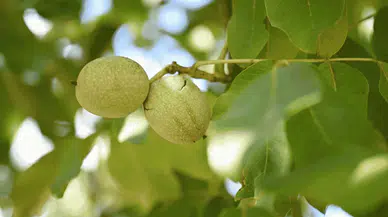 Kahramanmaraş’ta Ceviz Hasadı Başladı