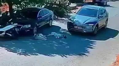 Vicdanları Sızlatan Anlar: Otomobil İle Köpeklerin Üzerinden Geçti!