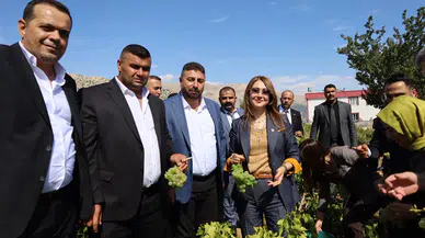 Milletvekili Karakoç Bağlarda: Üzüm ve Ceviz Hasadına Eşlik Etti