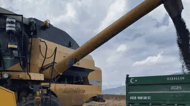 Andırın’da Ayçiçeği Hasadı Başladı