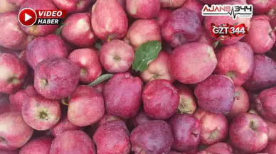 Göksun Çardak'ta Elma Hasadı Devam Ediyor