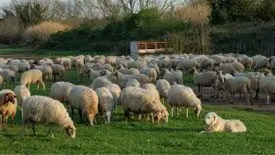 Kırsalda Bereket, Küçükbaşa Destek Projesi Başvuruları Devam Ediyor