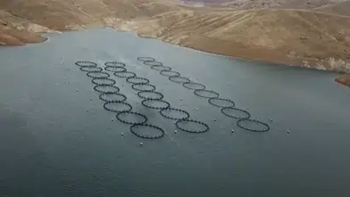 Kahramanmaraş’taki Kandil Barajı’nda alabalık üretimi başladı