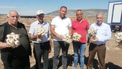 Pazarcık’ta ‘Beşçeşme Sarımsağı’ hasadı başladı