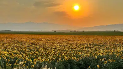 Kahramanmaraş Dulkadiroğlu'nda fırsat tarla: Mahkeme fiyatını açıkladı