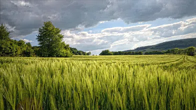 Kahramanmaraş Elbistan'da 185m arsa fiyatıyla şaşırttı: Mahkeme bu rakamı belirledi