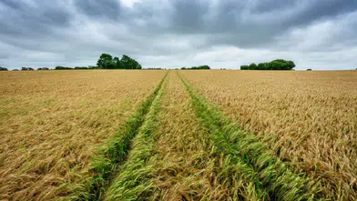 Kahramanmaraş'ta 17 dönüm tarla sadece bu rakama satılacak: İcradan flaş karar