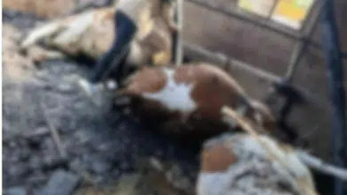 Kahramanmaraş'ta Ahır Yangını: 5 Büyükbaş Hayvan Telef Oldu