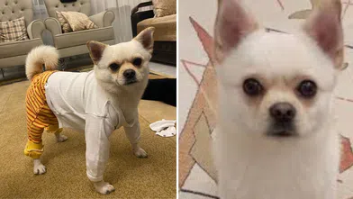 Kahramanmaraş'ta o köpeği bulana 50 bin TL ödül!