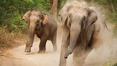 Filler yerleşim yerine inerek insanları ezdi! 5 kişi hayatını kaybetti