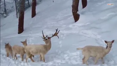Kahramanmaraş’ta Albino Geyiği Sürüsü Görüntülendi