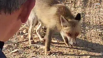 Kahramanmaraş'ta tilkiyi kuru yemişle besleyen doğasever