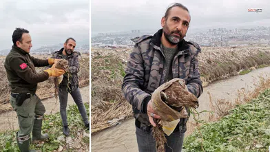 Kahramanmaraş'ta yaralı şahin bulundu, tedavi altına alındı