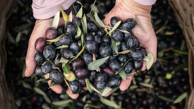 Marmarabirlik'ten 6,8 milyar TL'lik ciro ve ihracatta tarihi rekor