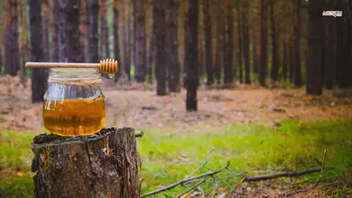 Türk çam balı için Ar-Ge atağı