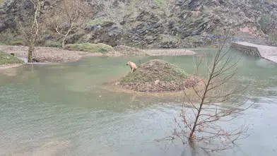 Kahramanmaraş’ta Suyun Ortasında Mahsur Kalan Köpek Kurtarıldı