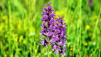 Maraş Sümbülü: Türkiye'nin Nadir Bitkisi Bahar Gelince Mor-Mavi Çiçeklerle Göz Dolduruyor!