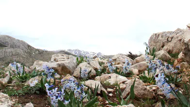 Afşin'de kaya sümbülleri doğanın uyanışını simgeliyor