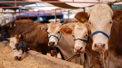 Kurbanlık Fiyatları Açıklandı: Büyükbaşta Rakamlar Netleşti
