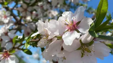 Kahramanmaraş’ta Toprak Uyandı Bereket Kapıda