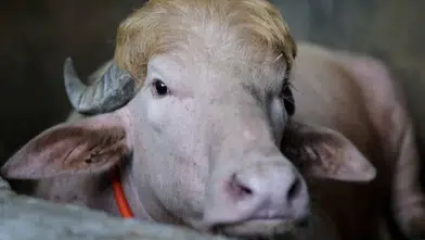 Albino Trump İsimli Manda, Kesim Tehlikesinden Kurtarıldı!