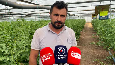 Sera Domatesinde Yoğun Bakım Dönemi