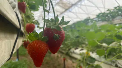 Kahramanmaraş’ta Serada Çilek Mesaisi Sürüyor