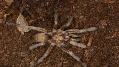 2 Bin 500 Yıllık Tarantula Gizemi Türkiye'de Çözüldü
