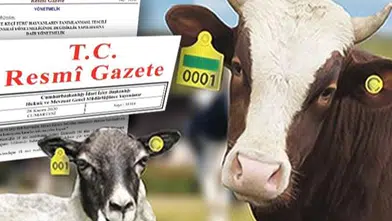 Hayvan küpeleme sisteminde yeni dönem... Karekod geliyor, il kodlu küpelerin süresi uzatıldı