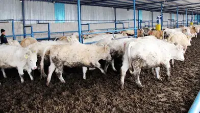 Hayvancılık Desteğinde Son 4 Gün! Başvurular Bitiyor