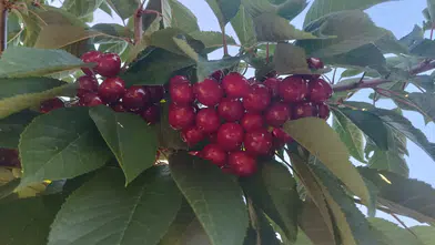 Bertiz'de Kiraz Hasadı Başladı, Bahçelerde Yoğun Mesai