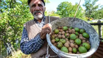 Kahramanmaraş'ta Kiraz ve Vişne Sezonu Kapandı, Sırada Ceviz Hasadı Var