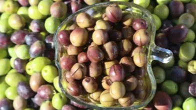 Maraş zeytininde hasat başladı satış sezonu açıldı