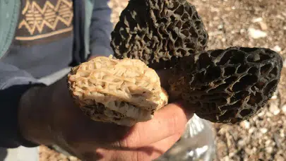 Dağların Altını: Kuzugöbeği Mantarı Kilosu 1500 TL