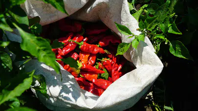 Büyükşehir Belediyesi’nden Üreticilere 650 Bin Biber Fidesi Desteği!