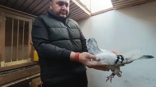 Kahramanmaraş'ta Memurluğu Bıraktı, Güvercinleri Otomobil Fiyatına Satıldı