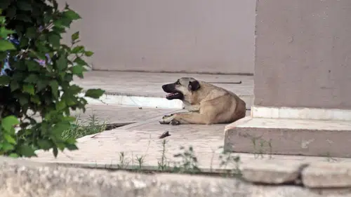 Sokakta Oynayan Çocuk Köpek Saldırısında Yaralandı