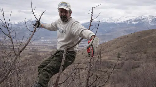 Göksun'da Dondurucu Soğukta Elma Mesaisi