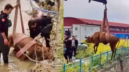 Kahramanmaraş'ta inek kurtarma operasyonu! Kanaldan çıktı
