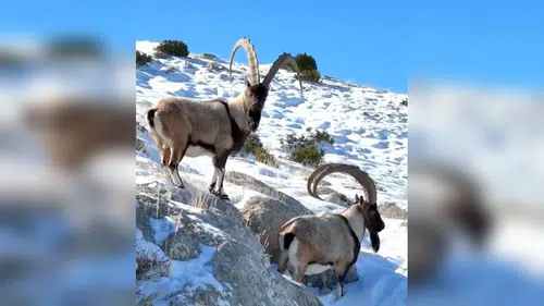 Kahramanmaraş’ta Doğanın Sessiz Kahramanları Görüntülendi