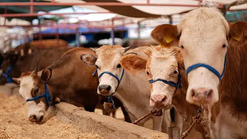 Kurbanlık Fiyatları Açıklandı: Büyükbaşta Rakamlar Netleşti