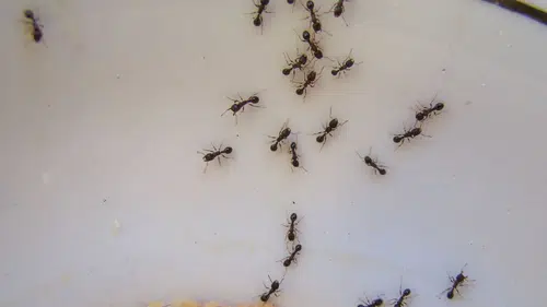 Kimyasal kullanmadan karıncaları uzaklaştıran basit yöntem