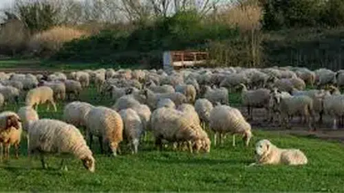 Kırsalda Bereket, Küçükbaşa Destek Projesi Başvuruları Devam Ediyor