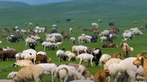 Kırsal Alanda Bereket Programı için Başvurular 30 Nisan'da Sona Eriyor!